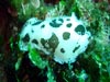 Doris Dalmatien(mediterranee)