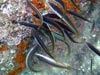 Girelles