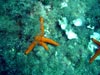 Etoile de mer