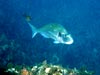 Dorade